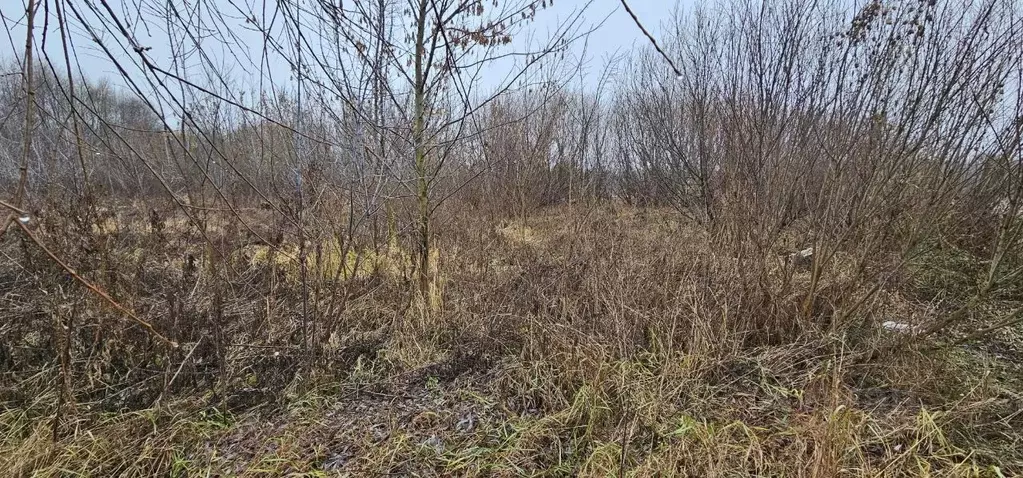 Участок в Московская область, Луховицы муниципальный округ, д. Берхино ... - Фото 2
