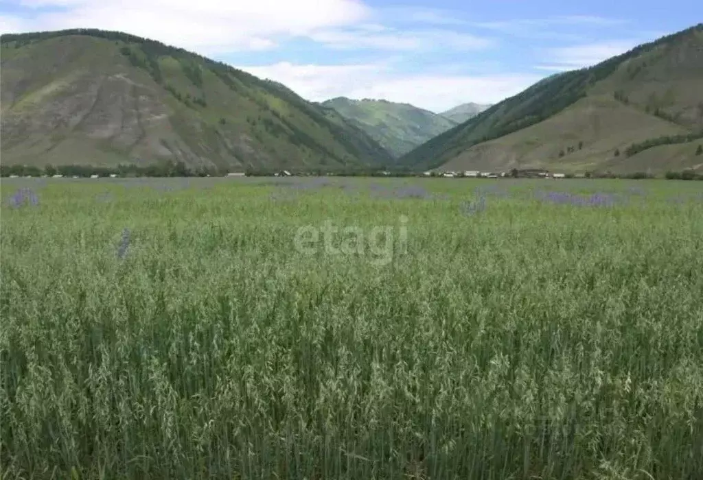 Участок в Алтай, Усть-Коксинский район, с. Усть-Кокса  (450.0 сот.) - Фото 1