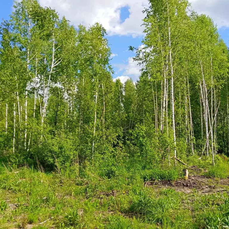 Участок в Новосибирская область, Новосибирский район, Станционный ... - Фото 1