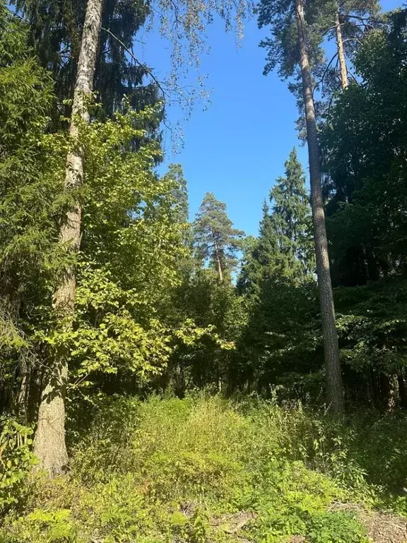 Участок в Московская область, Одинцовский городской округ, пос. ... - Фото 2