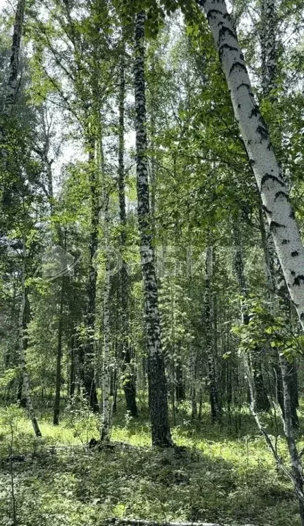 Участок в Тюменская область, Тюменский район, с. Кулига  (6.0 сот.) - Фото 1