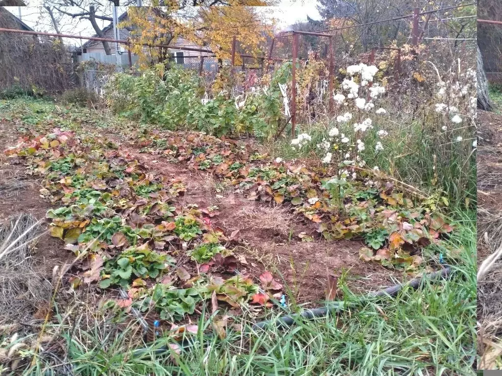 Садовое товарищество Садовод-любитель, Ростов-на-Дону. Садовод любитель фото. Розы из коллекций садоводов любителей фото.