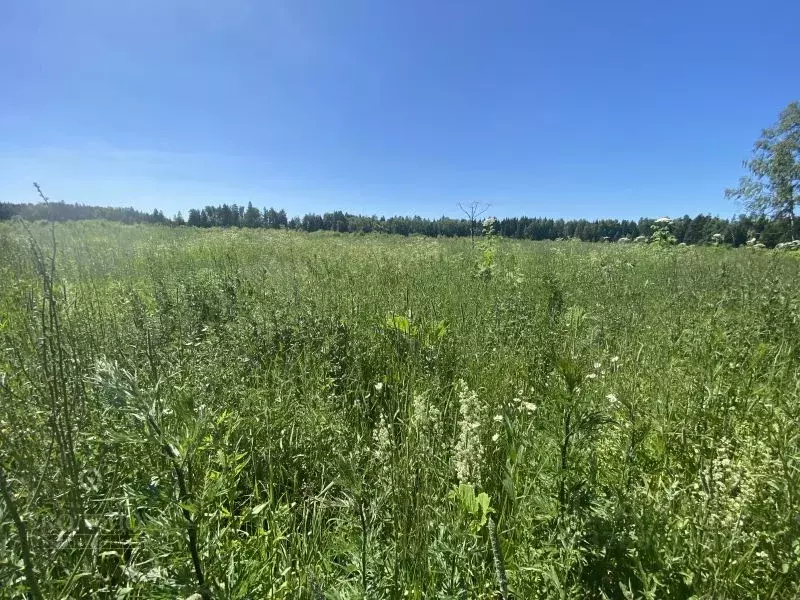 Участок в Московская область, Клин городской округ, д. Щекино, ... - Фото 1