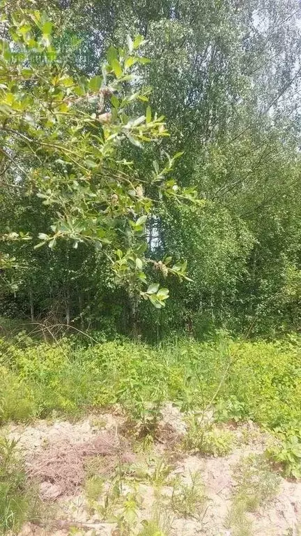 Участок в Смоленская область, Смоленский муниципальный округ, д. ... - Фото 2