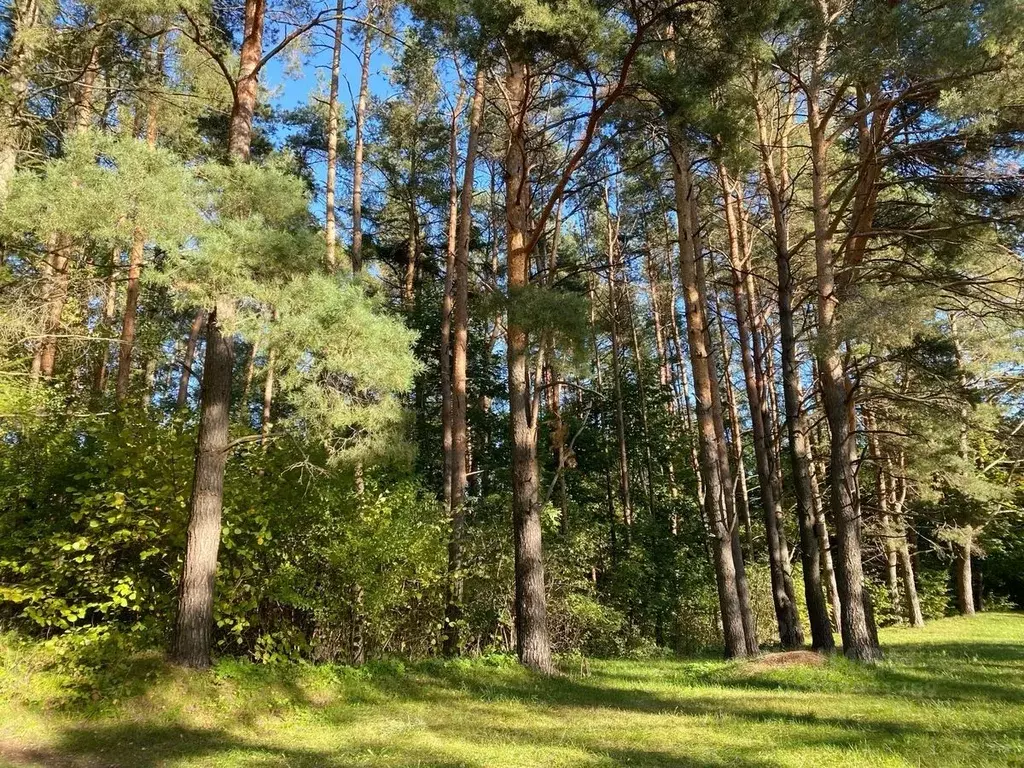 Участок в Московская область, Звенигород Одинцовский городской округ,  ... - Фото 2