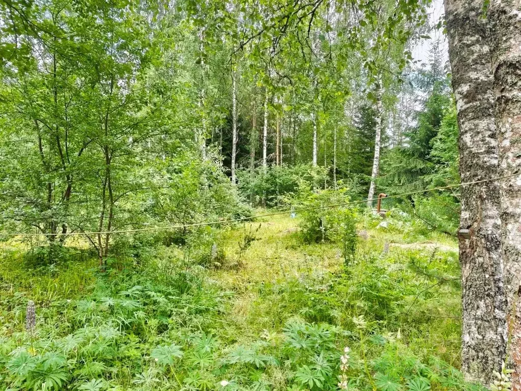 Участок в Ленинградская область, Выборгский район, Рощинское городское ... - Фото 2