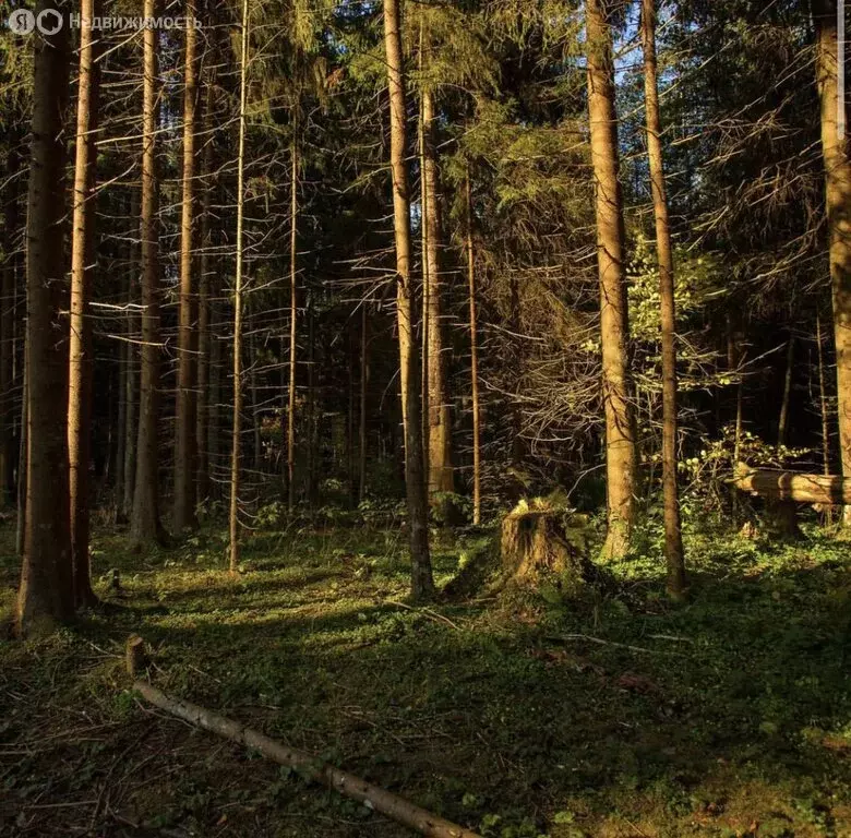 Участок в Ломоносовский район, Кипенское сельское поселение, деревня ... - Фото 1