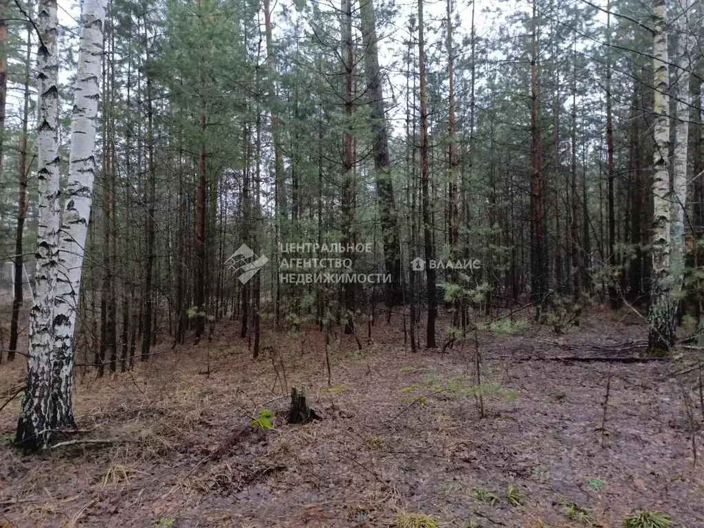 Участок в Рязанская область, Рязанский муниципальный округ, Лесной ... - Фото 2
