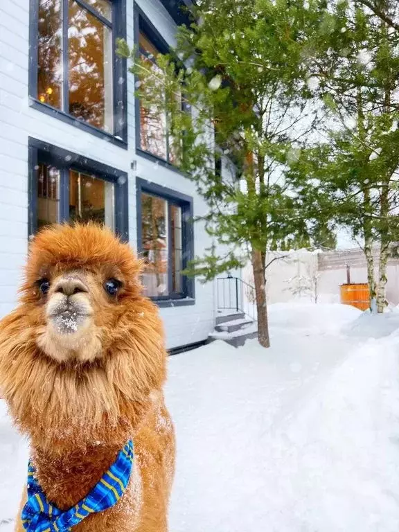 Дом в Московская область, Солнечногорск городской округ, Поварово пгт ... - Фото 2