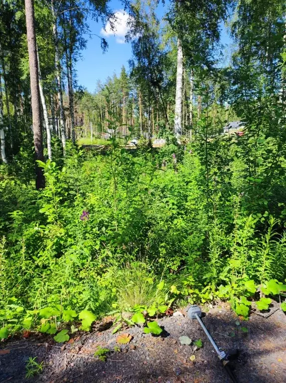 Участок в Ленинградская область, Всеволожский район, Токсовское ... - Фото 0