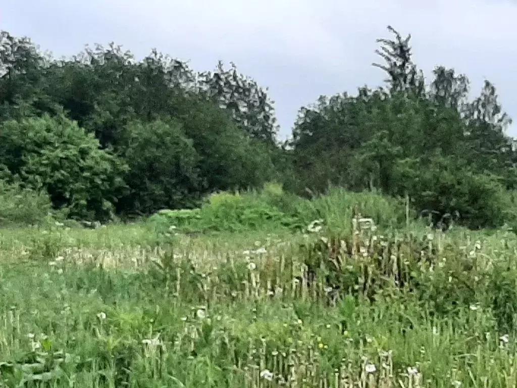 Участок в Санкт-Петербург пос. Петро-Славянка, Красноармейское СНТ, 50 ... - Фото 1