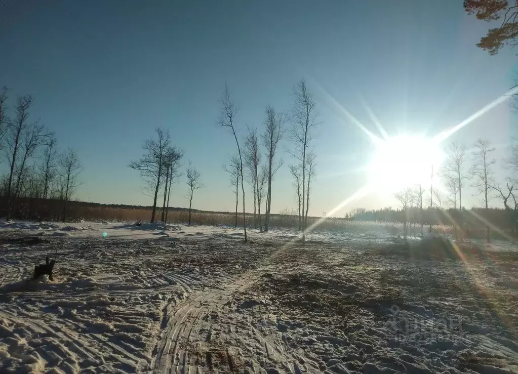 Участок в Ленинградская область, Приозерский район, Ларионовское ... - Фото 1