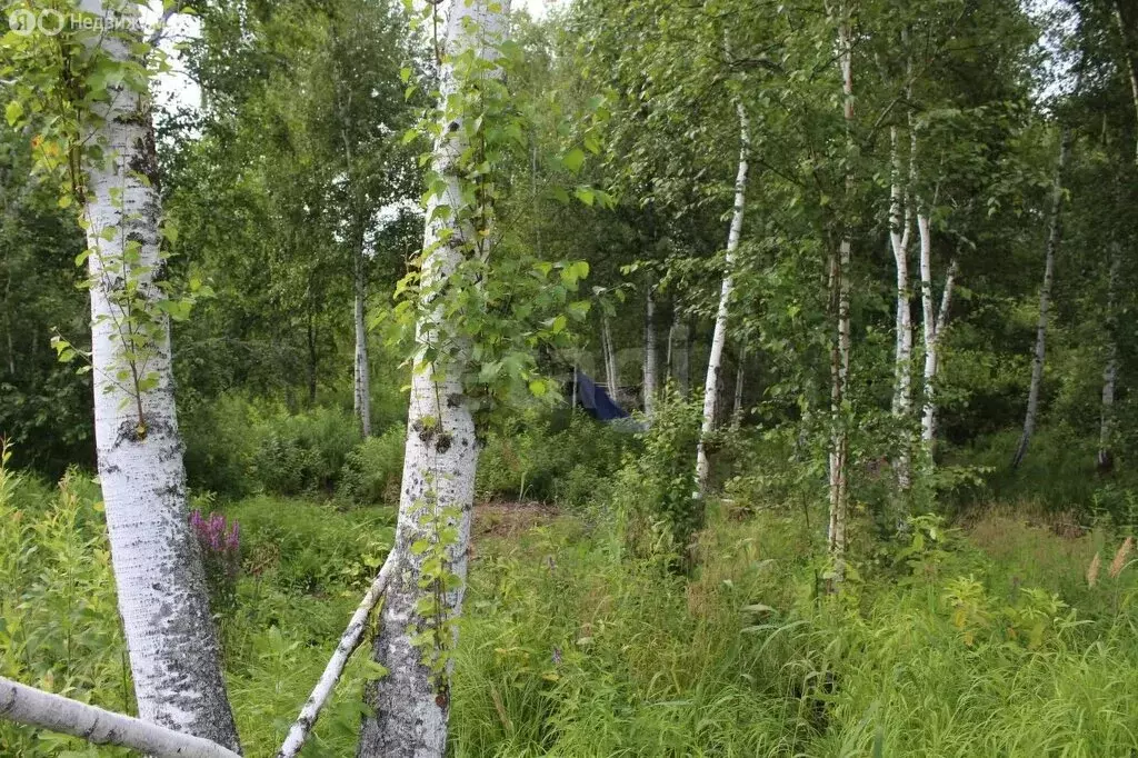 Участок в Тюменский район, СНТ Лесник-2 (10.8 м) - Фото 1