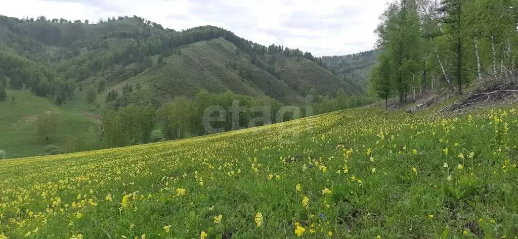 Участок в Шебалинский район, село Мыюта (100 м) - Фото 1