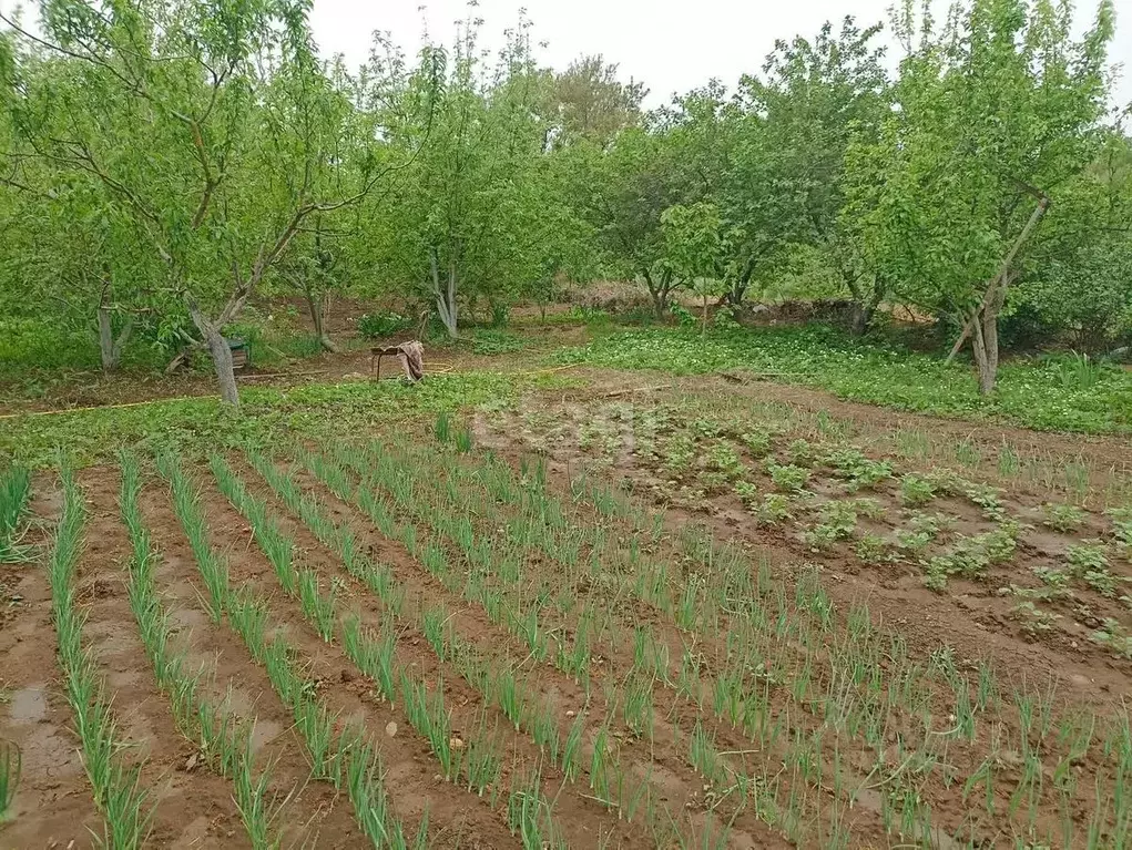 Участок в Крым, Сакский район, с. Крымское ул. Дачная (8.0 сот.) - Фото 2