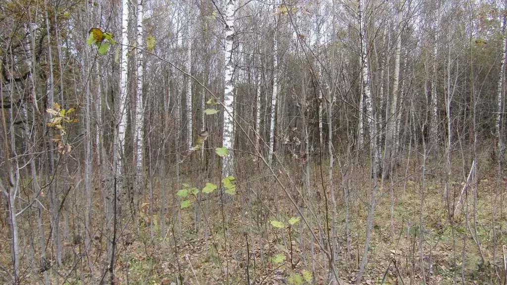 Участок в Московская область, Рузский муниципальный округ, д. ... - Фото 0