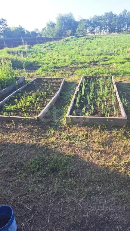 Дом в Амурская область, Ивановский муниципальный округ, с. Богородское ... - Фото 1
