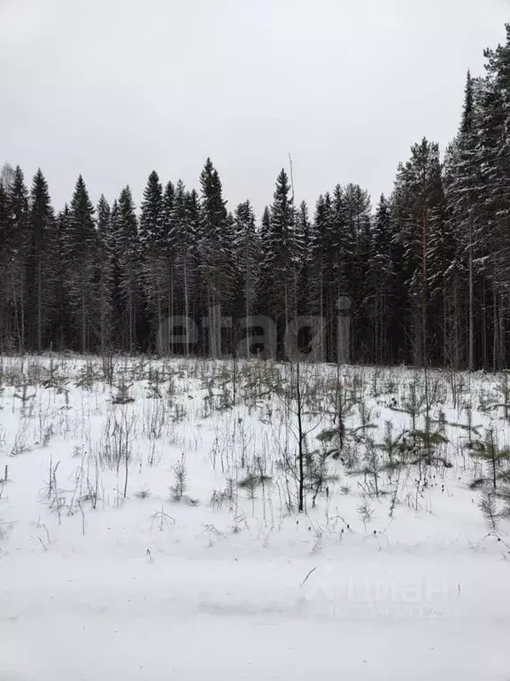 Участок в Коми, Корткеросский район, Корткерос муниципальное ... - Фото 1