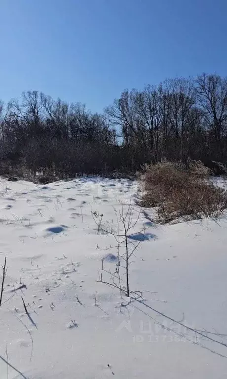 Участок в Амурская область, Благовещенск  (10.0 сот.) - Фото 1