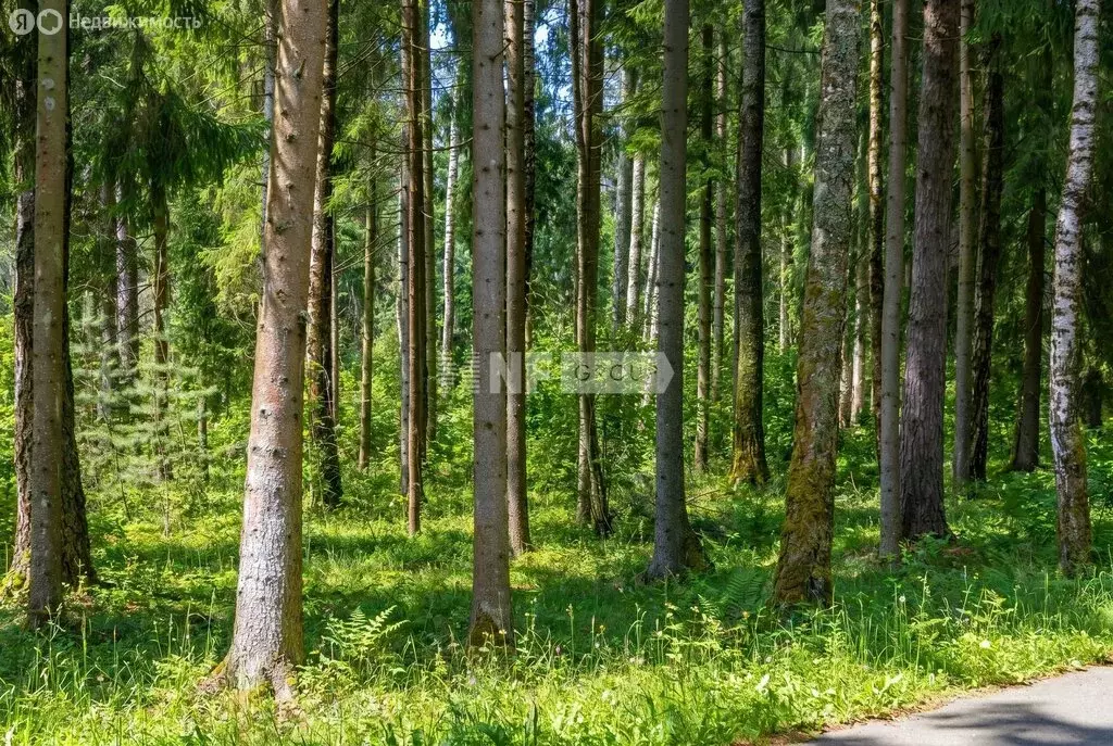Участок в деревня Барвиха, ДПК Новь (18 м) - Фото 1