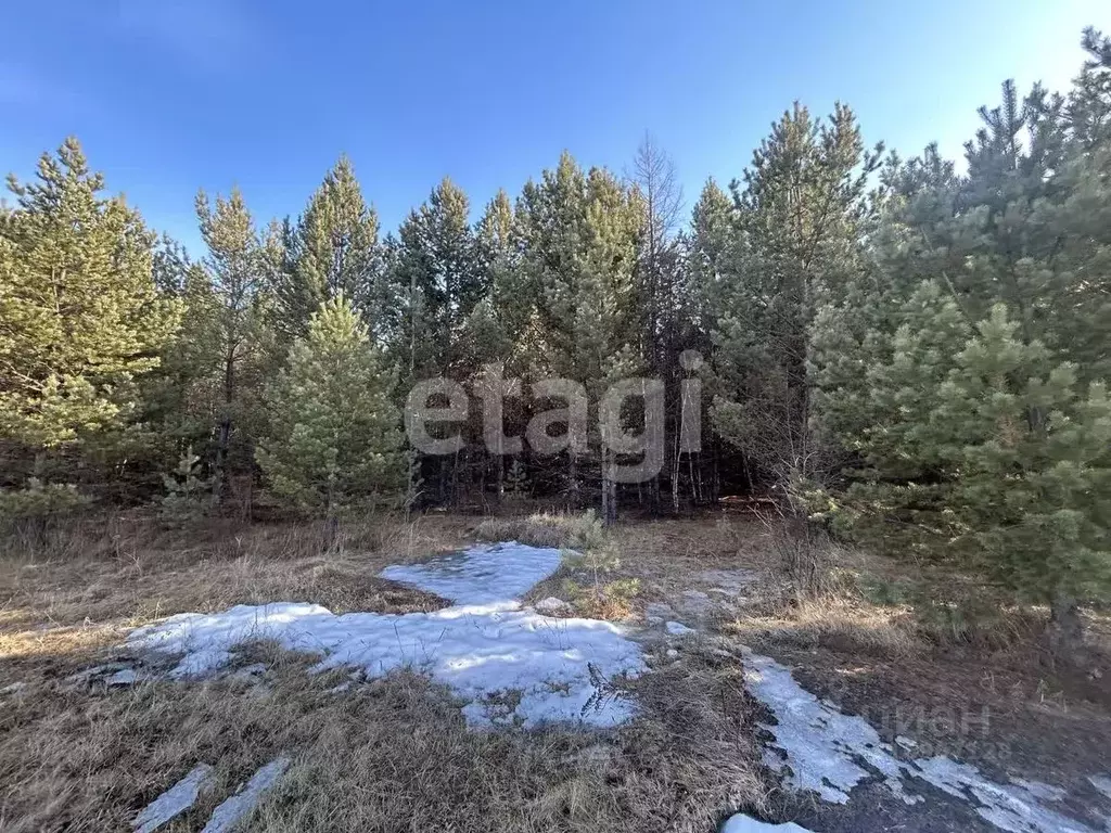 Участок в Бурятия, Кабанский район, с. Сухая  (7.3 сот.) - Фото 0