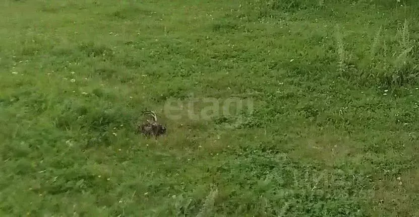 Участок в Пермский край, Бардымский район, с. Константиновка ул. ... - Фото 2
