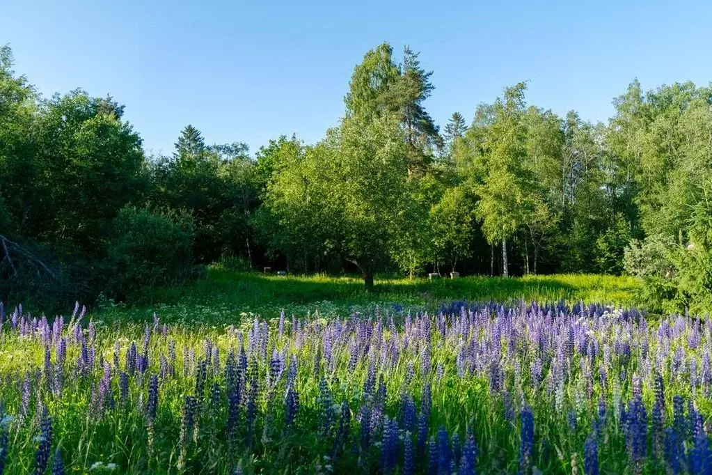 Участок в Ленинградская область, Всеволожский район, Лесколовское ... - Фото 2