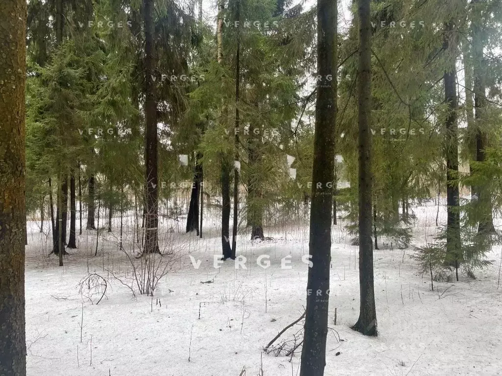 Участок в Московская область, Истра муниципальный округ, д. Чесноково, ... - Фото 1