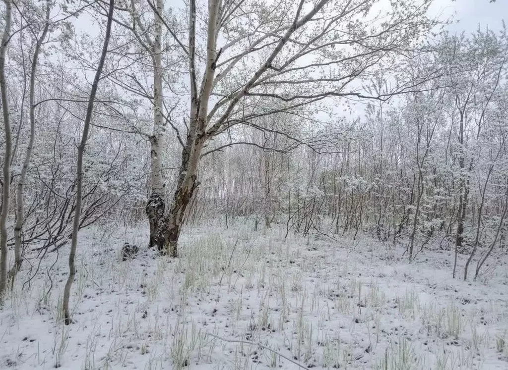 Участок в Камчатский край, Елизовский муниципальный округ, пос. ... - Фото 2
