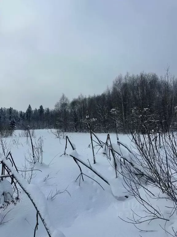 Участок в Московская область, Рузский муниципальный округ, д. Филатово ... - Фото 1