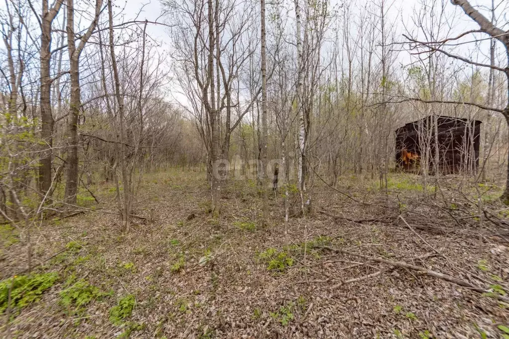 Участок в Хабаровский край, Хабаровский район, с. Казакевичево  (20.5 ... - Фото 2