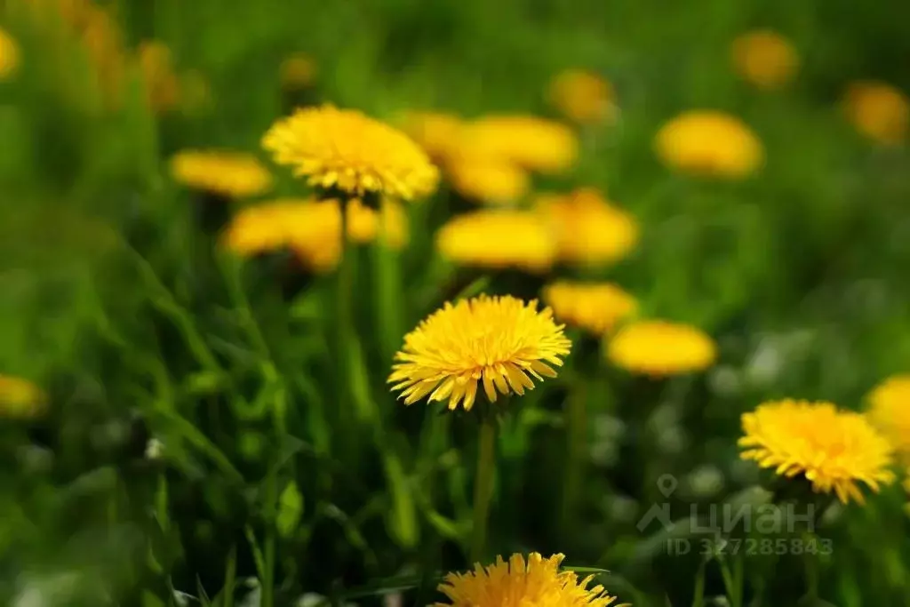 Участок в Московская область, Одинцовский городской округ, д. ... - Фото 2