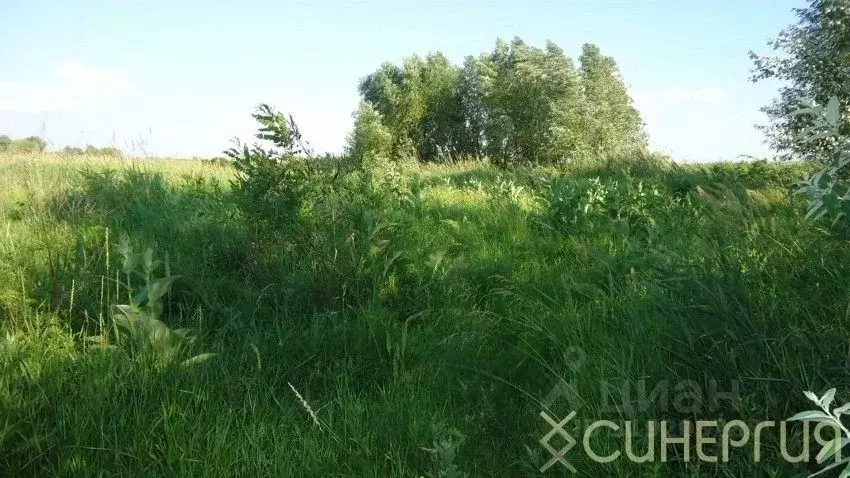 Участок в Ростовская область, Азовский район, Рогожкино хут.  (15.0 ... - Фото 1