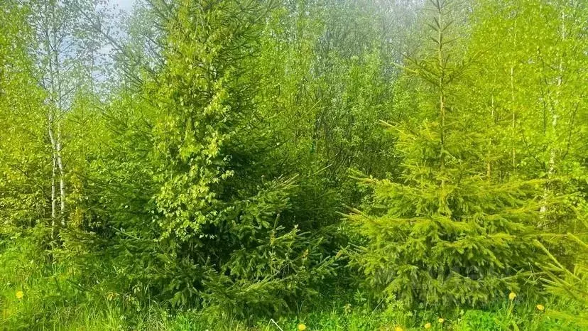 Участок, 10 сот., поселения (ижс) - Фото 1