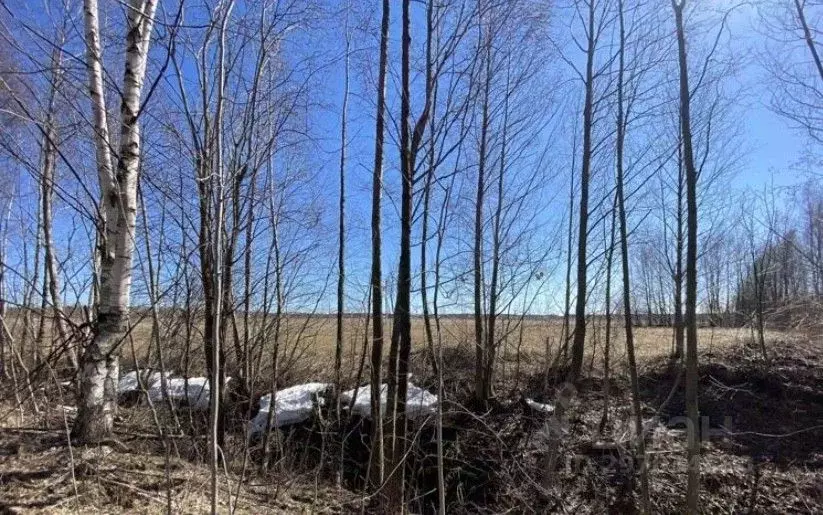 Участок в Ярославская область, Рыбинский район, пос. Каменники  (18.0 ... - Фото 2