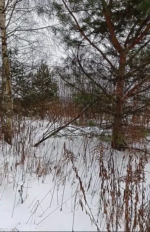 Участок в Московская область, Павлово-Посадский городской округ, д. ... - Фото 1