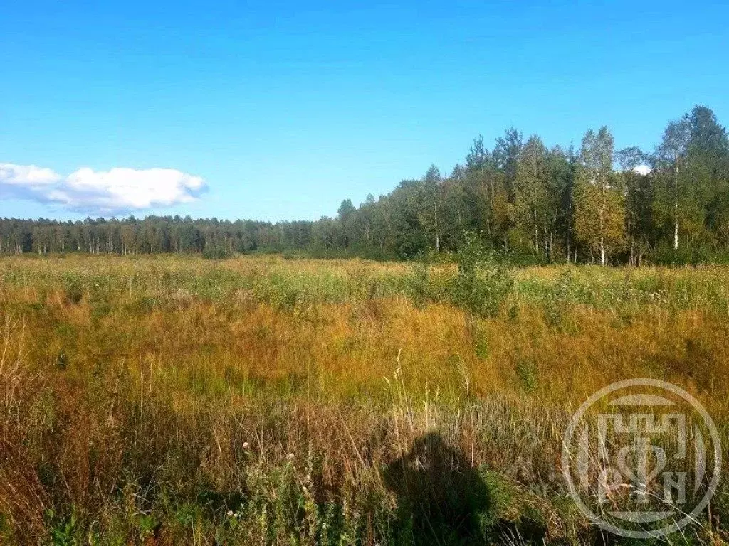 Участок в Ленинградская область, Приозерский район, Красноозерное ... - Фото 2