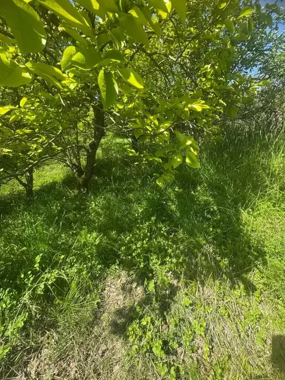 Дом в Краснодарский край, Сочи городской округ, с. Раздольное ул. ... - Фото 1