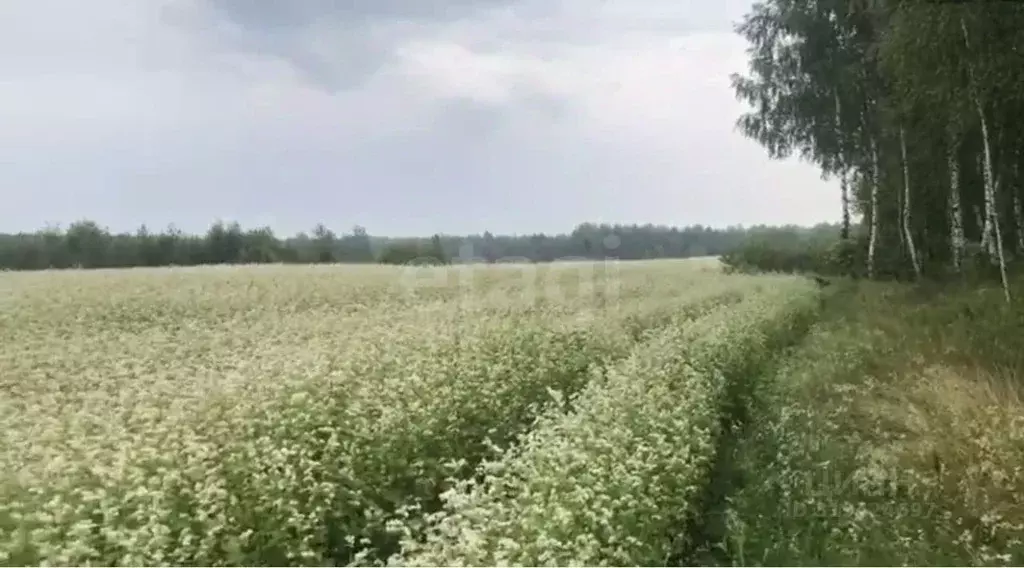 Участок в Брянская область, Почепский район, Дмитровское с/пос, пос. ... - Фото 1