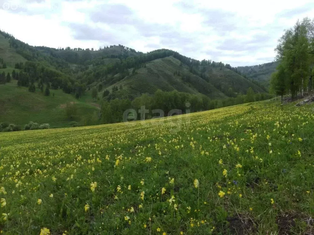 Участок в Шебалинский район, село Мыюта (2800 м) - Фото 1