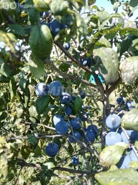 Дом в Барнаул, проспект Ленина, 58 (50 м) - Фото 1