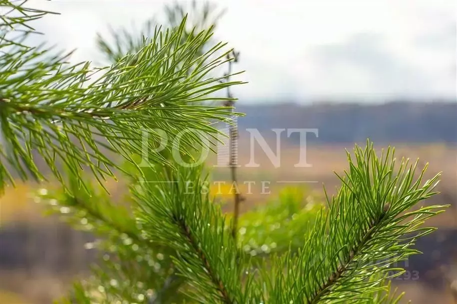 Участок в Московская область, Красногорск городской округ, с. ... - Фото 2