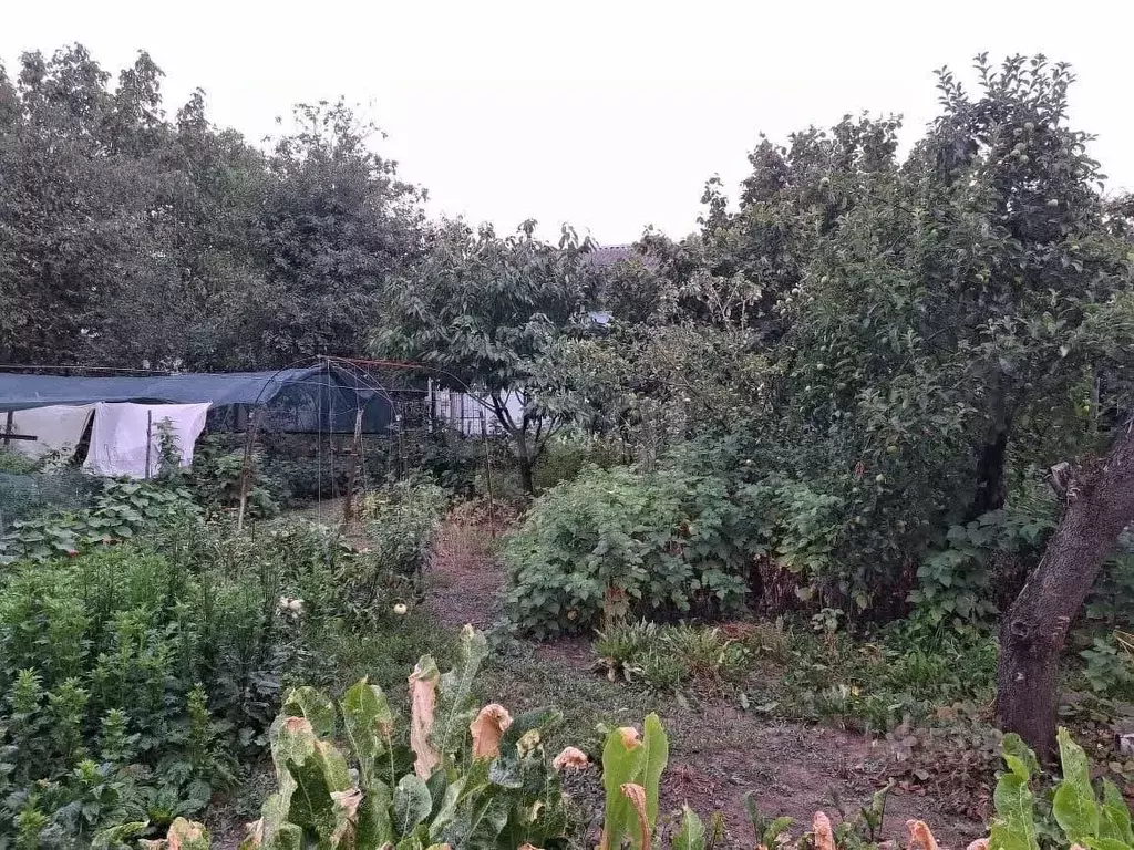 Участок в Адыгея, Майкоп ул. Свободы (6.2 сот.) - Фото 2