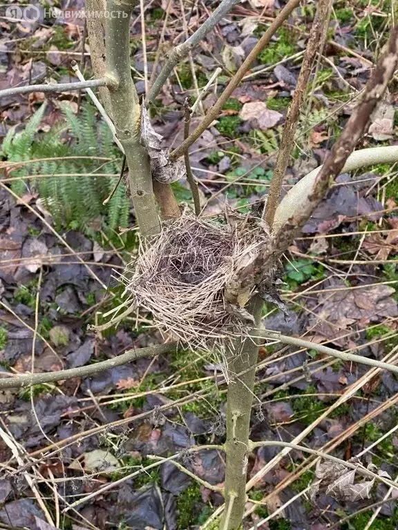 Участок в Калининградская область, Зеленоградск (6.27 м) - Фото 2