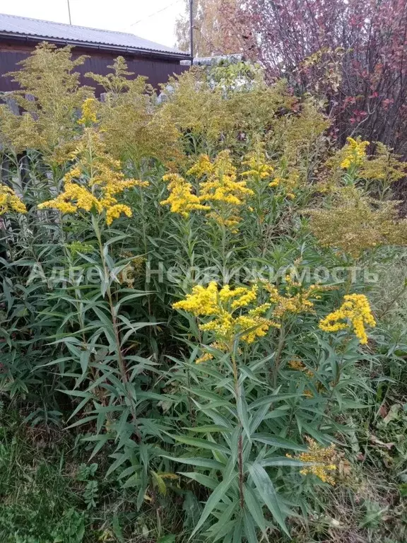 участок в тюменская область, тюмень лаванда садовое товарищество, ул. . - Фото 0