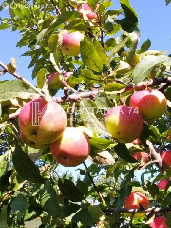 Участок в Чебаркуль, СНТ Металлист (4.3 м) - Фото 1