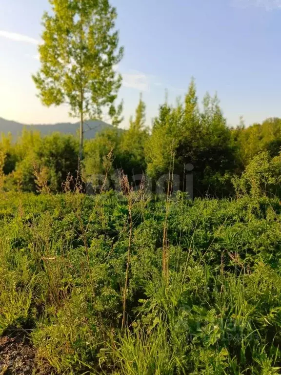 Участок в Алтай, Майминский район, Манжерокское с/пос, с. Озерное ул. ... - Фото 2