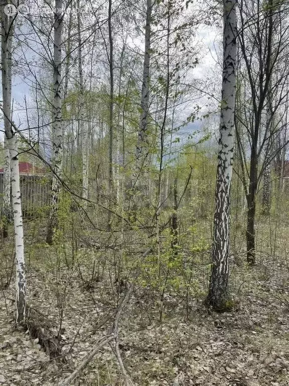 Участок в Тюмень, ДНП Звенящие Кедры Тюмени (16.87 м) - Фото 1