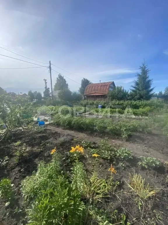 Участок в Тюменская область, Тюмень Тюменец СНТ, ул. Вишневая, 136 ... - Фото 1