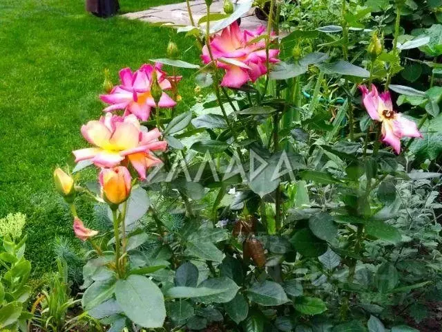 Участок в Ростовская область, Аксайский район 62 (1400.0 сот.) - Фото 1